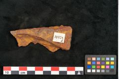 Foto (Objekt + Etikett) von Cinnamomum leichardtii Ettingshausen (NHMW-GEO-2024-0188-10378b)